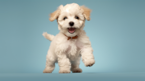 Cute Bichonpoo Poodle Mix Pup