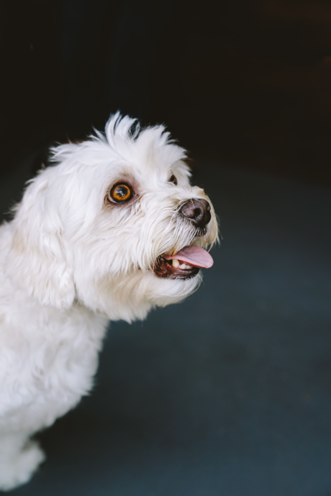 Cute Maltese Pup