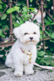 Cute Maltese Purebred Pup