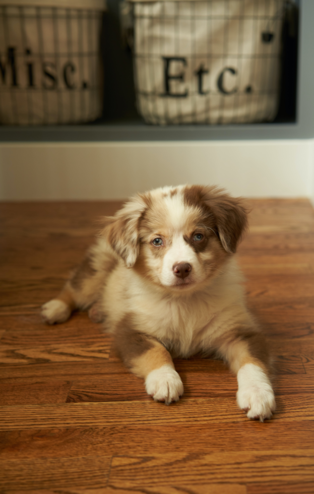 Cute Mini Aussiedoodle Pup