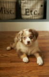 Cute Mini Aussiedoodle Pup