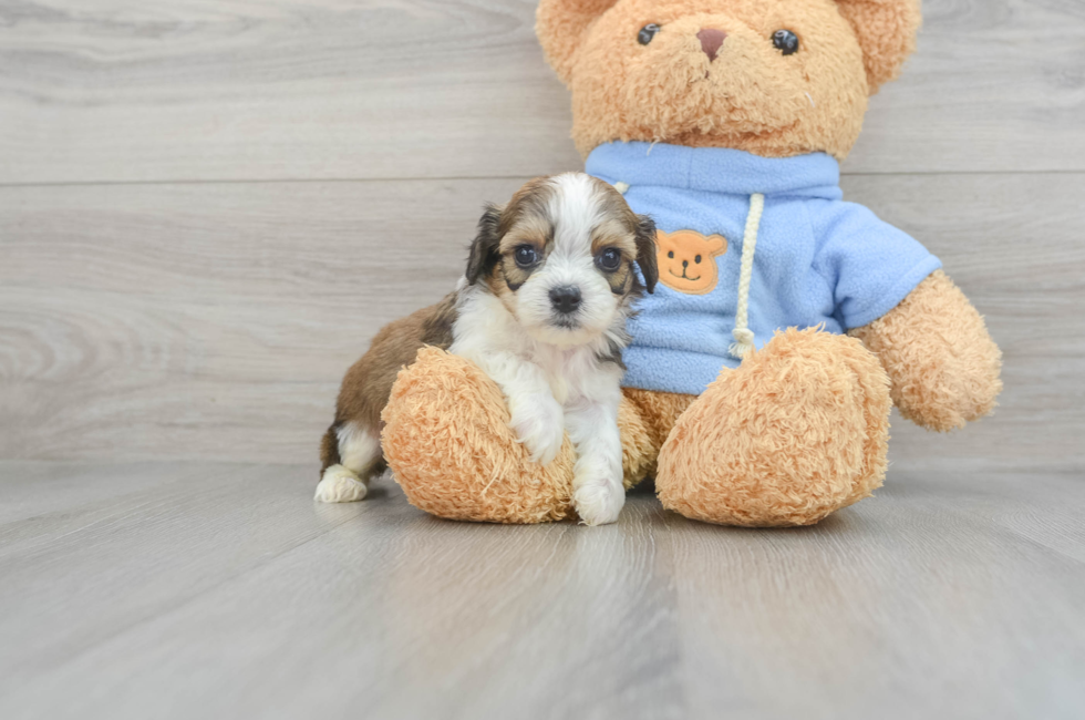 6 week old Cavachon Puppy For Sale - Seaside Pups