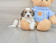 6 week old Cavachon Puppy For Sale - Seaside Pups