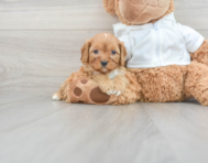 8 week old Cavapoo Puppy For Sale - Seaside Pups