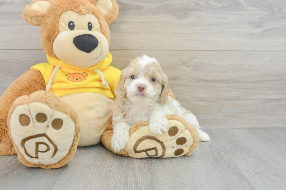 6 week old Cockapoo Puppy For Sale - Seaside Pups