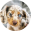 Dachshund Puppy For Sale - Seaside Pups