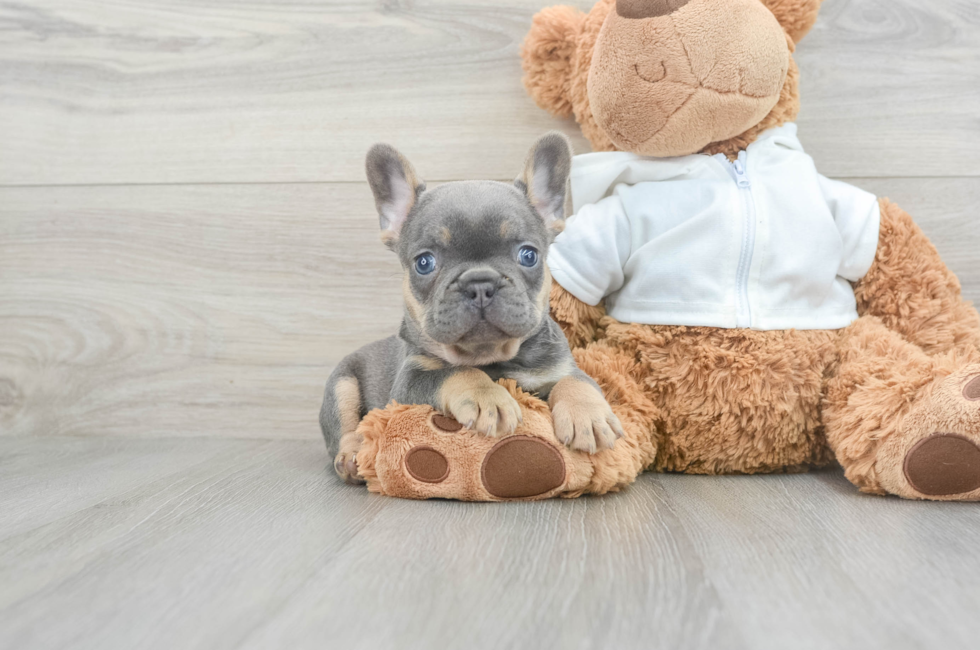 8 week old French Bulldog Puppy For Sale - Seaside Pups