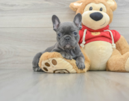 8 week old French Bulldog Puppy For Sale - Seaside Pups