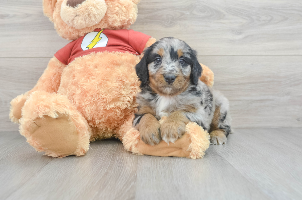 7 week old Mini Aussiedoodle Puppy For Sale - Seaside Pups