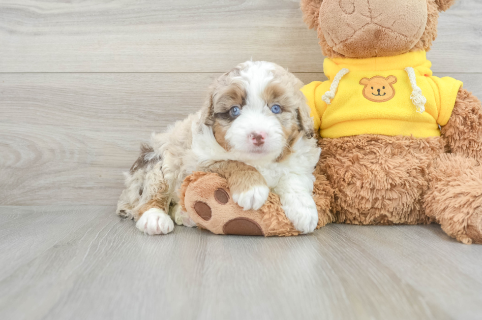 6 week old Mini Aussiedoodle Puppy For Sale - Seaside Pups