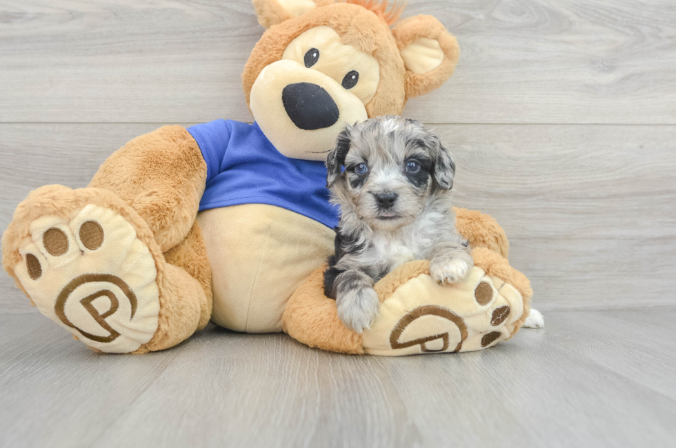 6 week old Mini Aussiedoodle Puppy For Sale - Seaside Pups