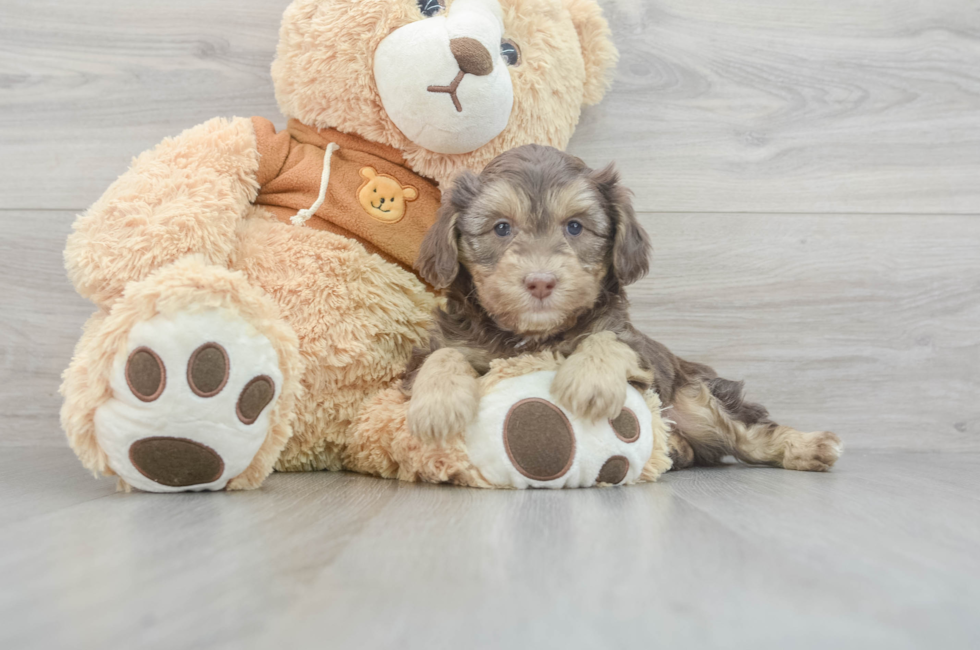 7 week old Mini Aussiedoodle Puppy For Sale - Seaside Pups