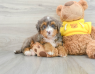 8 week old Mini Bernedoodle Puppy For Sale - Seaside Pups