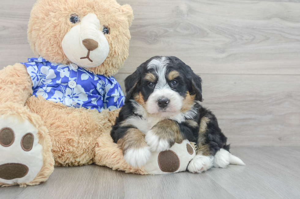 7 week old Mini Bernedoodle Puppy For Sale - Seaside Pups