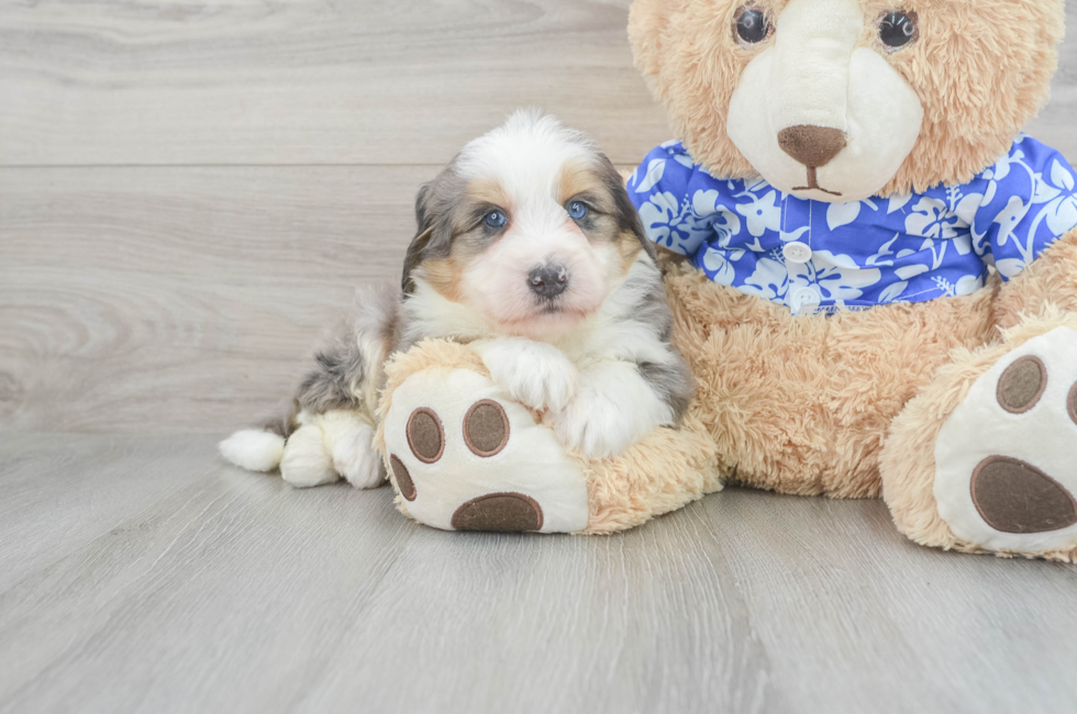 7 week old Mini Bernedoodle Puppy For Sale - Seaside Pups