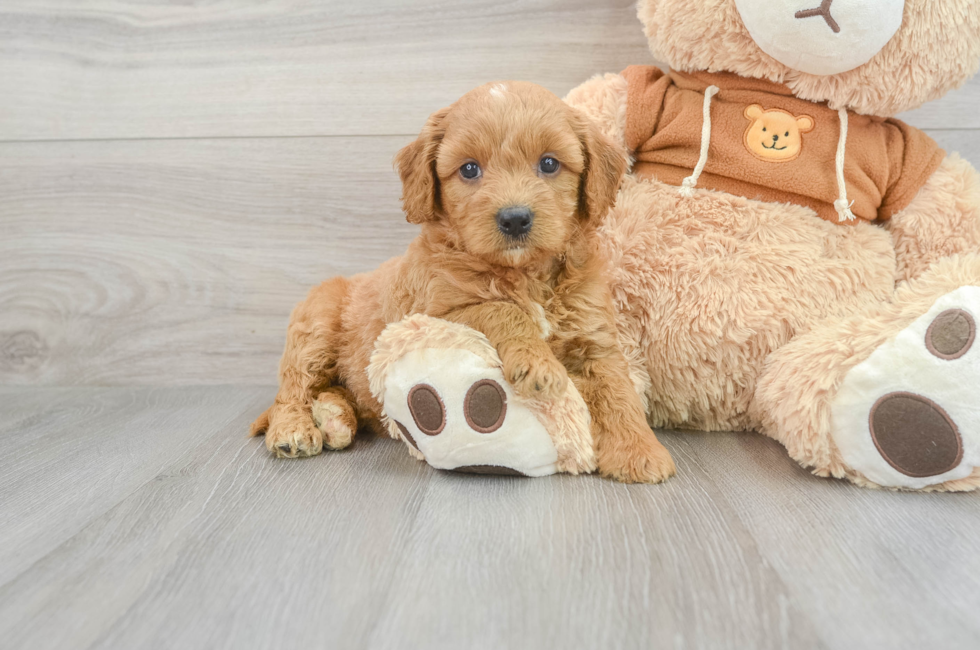 6 week old Mini Goldendoodle Puppy For Sale - Seaside Pups