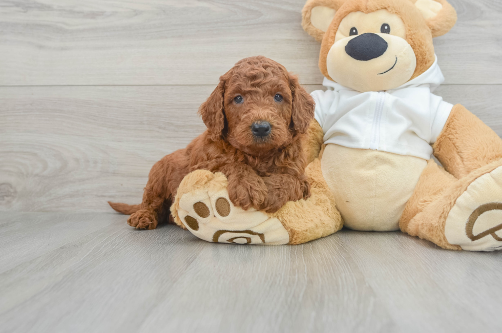 5 week old Mini Goldendoodle Puppy For Sale - Seaside Pups