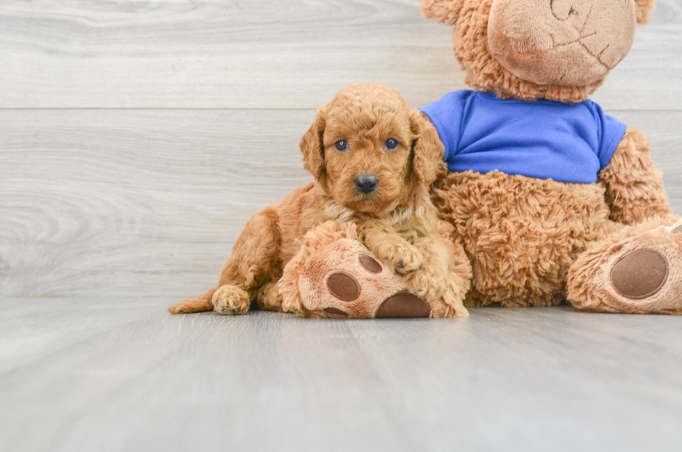 8 week old Mini Goldendoodle Puppy For Sale - Seaside Pups