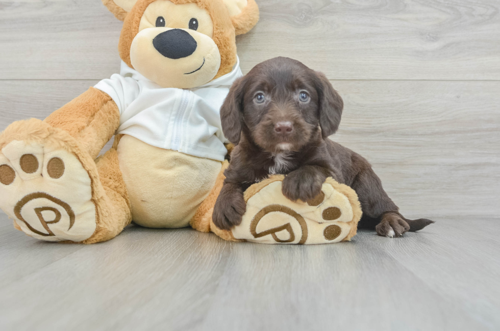 6 week old Mini Labradoodle Puppy For Sale - Seaside Pups