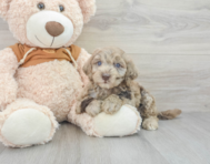 7 week old Mini Portidoodle Puppy For Sale - Seaside Pups