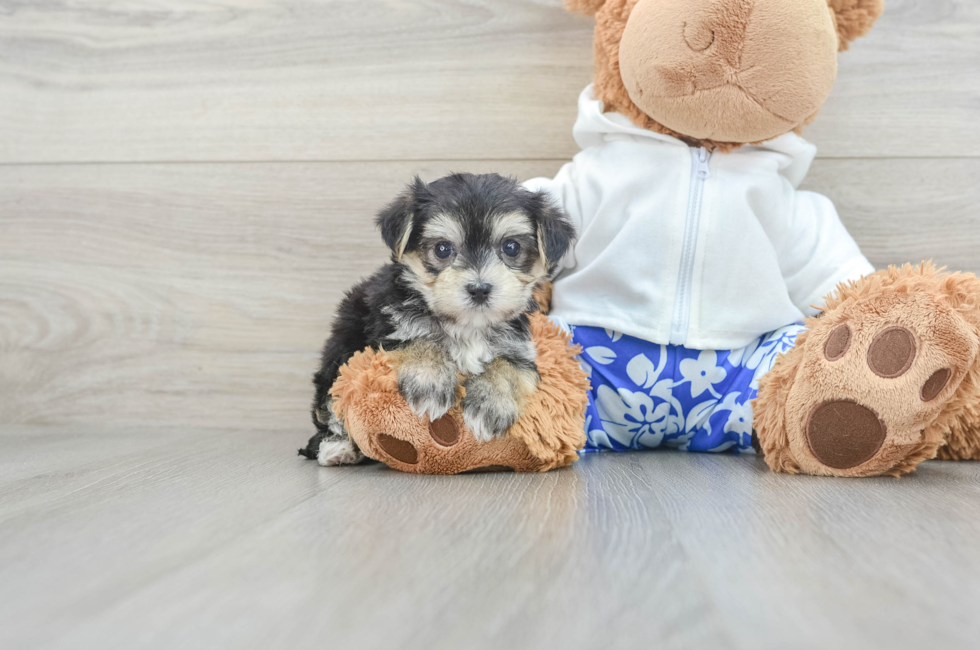 5 week old Morkie Puppy For Sale - Seaside Pups