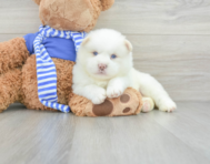 6 week old Pomsky Puppy For Sale - Seaside Pups
