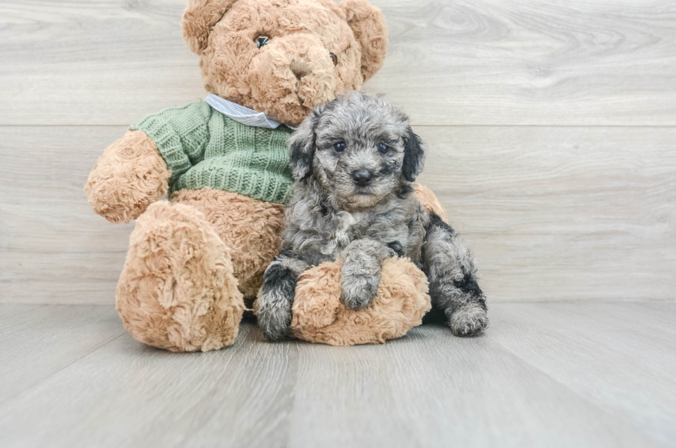 6 week old Poodle Puppy For Sale - Seaside Pups
