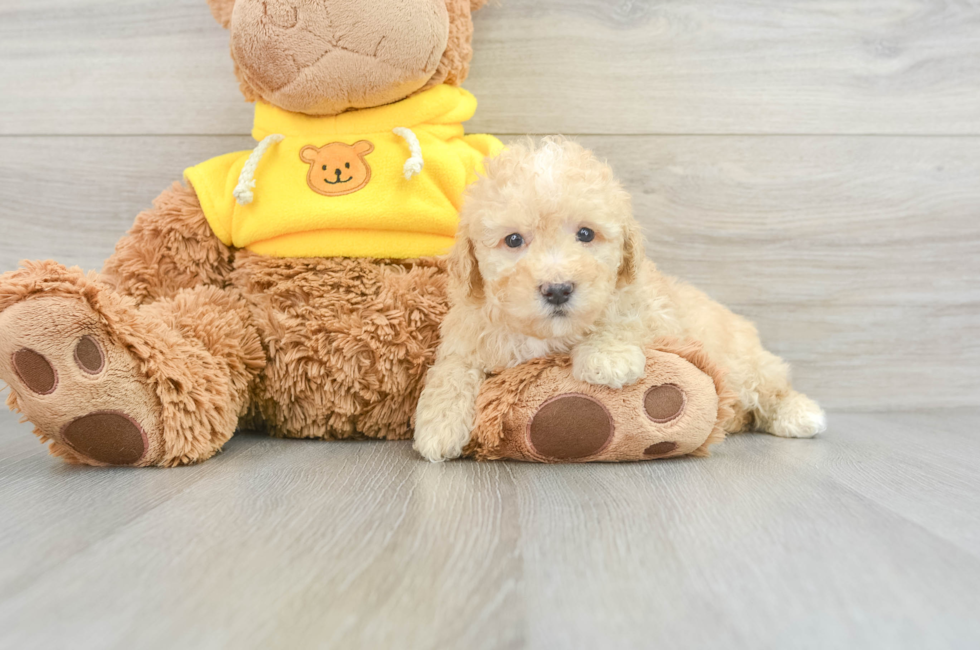 6 week old Poodle Puppy For Sale - Seaside Pups