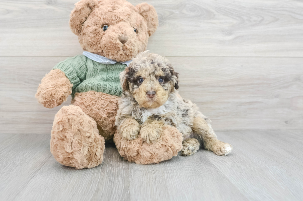 14 week old Poodle Puppy For Sale - Seaside Pups