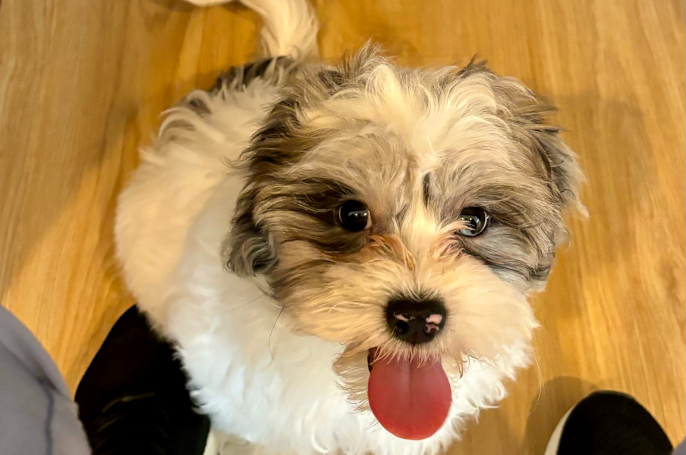 14 week old Shih Poo Puppy For Sale - Seaside Pups