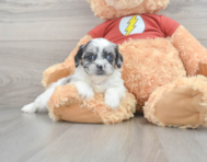 8 week old Shih Poo Puppy For Sale - Seaside Pups