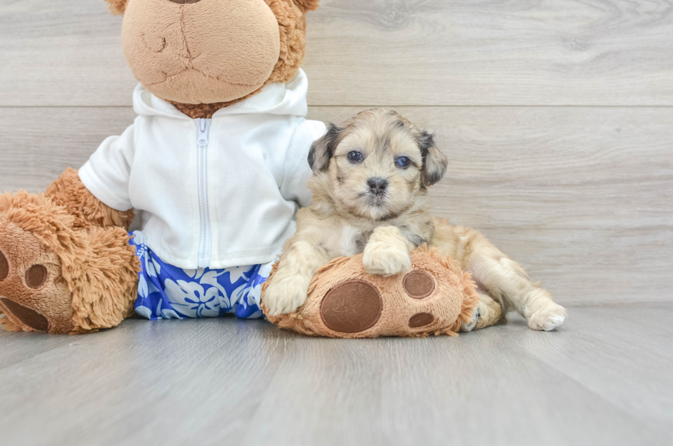 5 week old Shih Poo Puppy For Sale - Seaside Pups