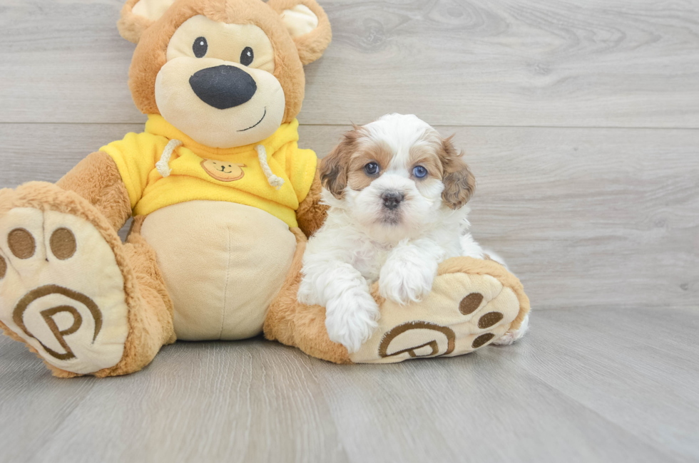 9 week old Shih Poo Puppy For Sale - Seaside Pups