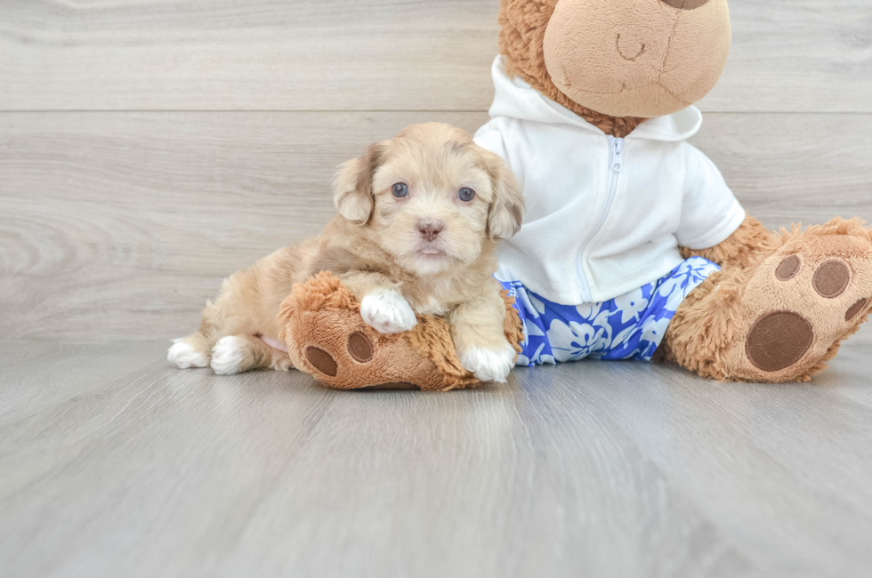7 week old Shih Poo Puppy For Sale - Seaside Pups