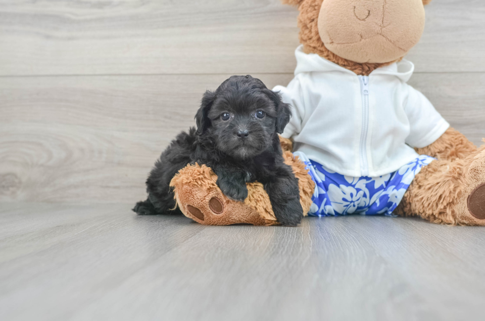7 week old Shih Poo Puppy For Sale - Seaside Pups
