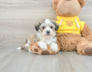 6 week old Teddy Bear Puppy For Sale - Seaside Pups
