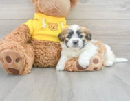 12 week old Teddy Bear Puppy For Sale - Seaside Pups