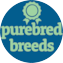 Purebred Breeds Puppy For Sale - Seaside Pups