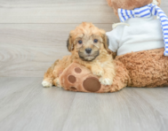 8 week old Yorkie Poo Puppy For Sale - Seaside Pups