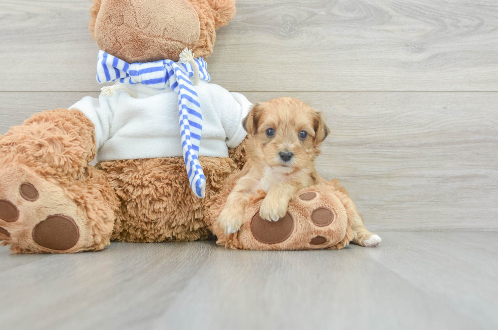 5 week old Yorkie Poo Puppy For Sale - Seaside Pups