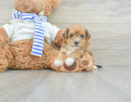 6 week old Yorkie Poo Puppy For Sale - Seaside Pups