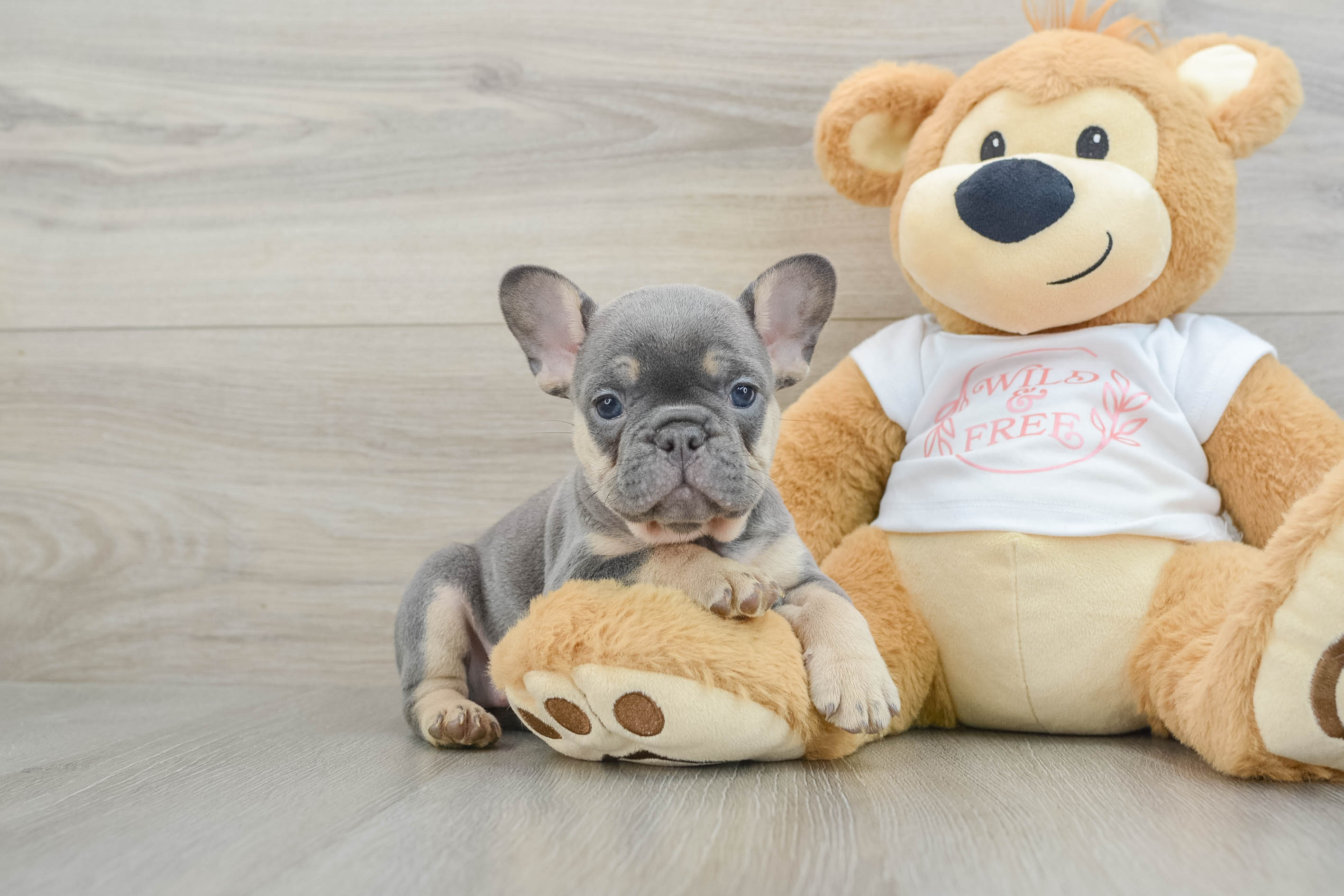 frenchbulldogぺージ Amazon.com: LEGO BrickHeadz Pets - French Bulldog : Toys & Games