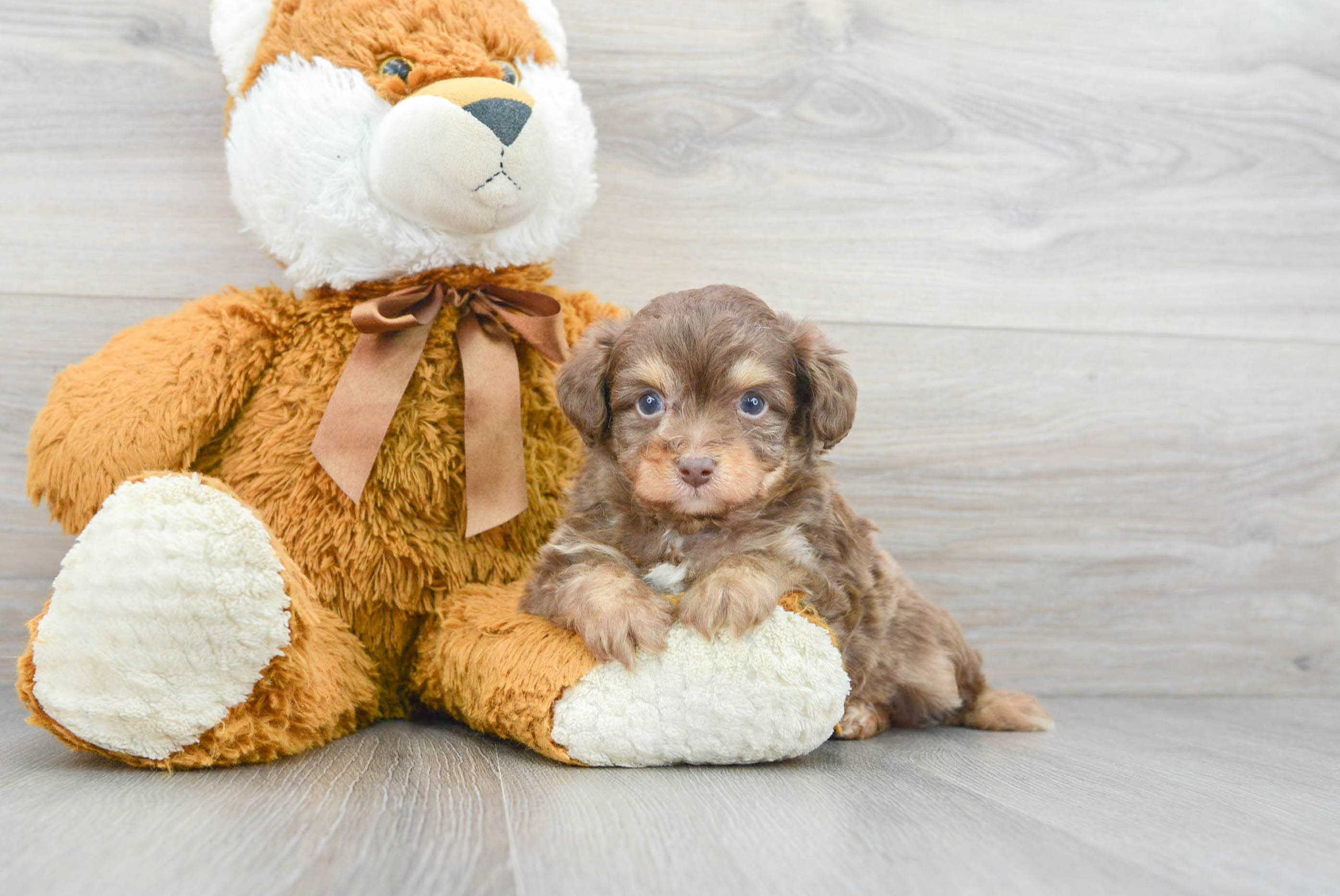 Toy 2024 mini aussiedoodle