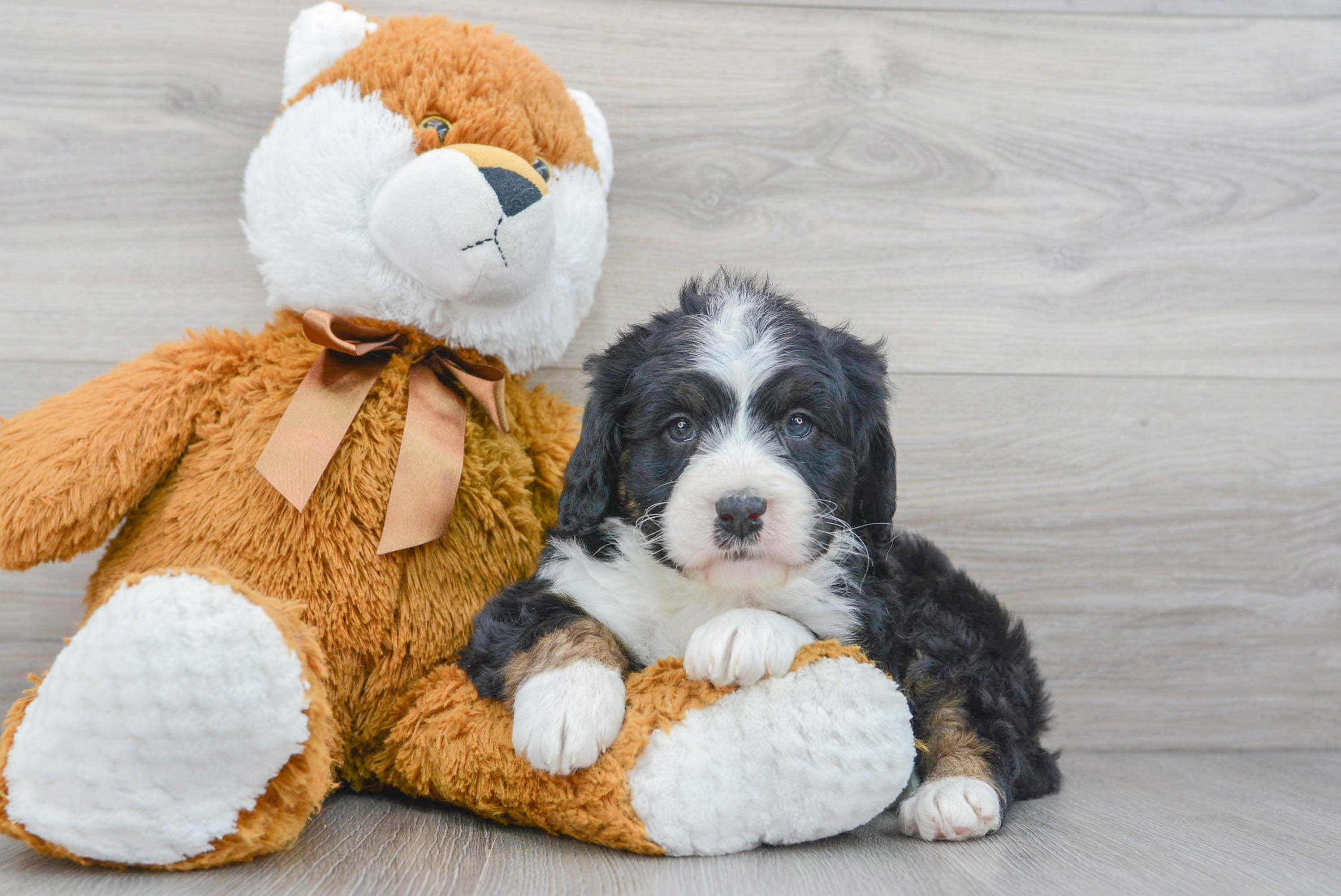 Bernedoodle clearance teddy bear