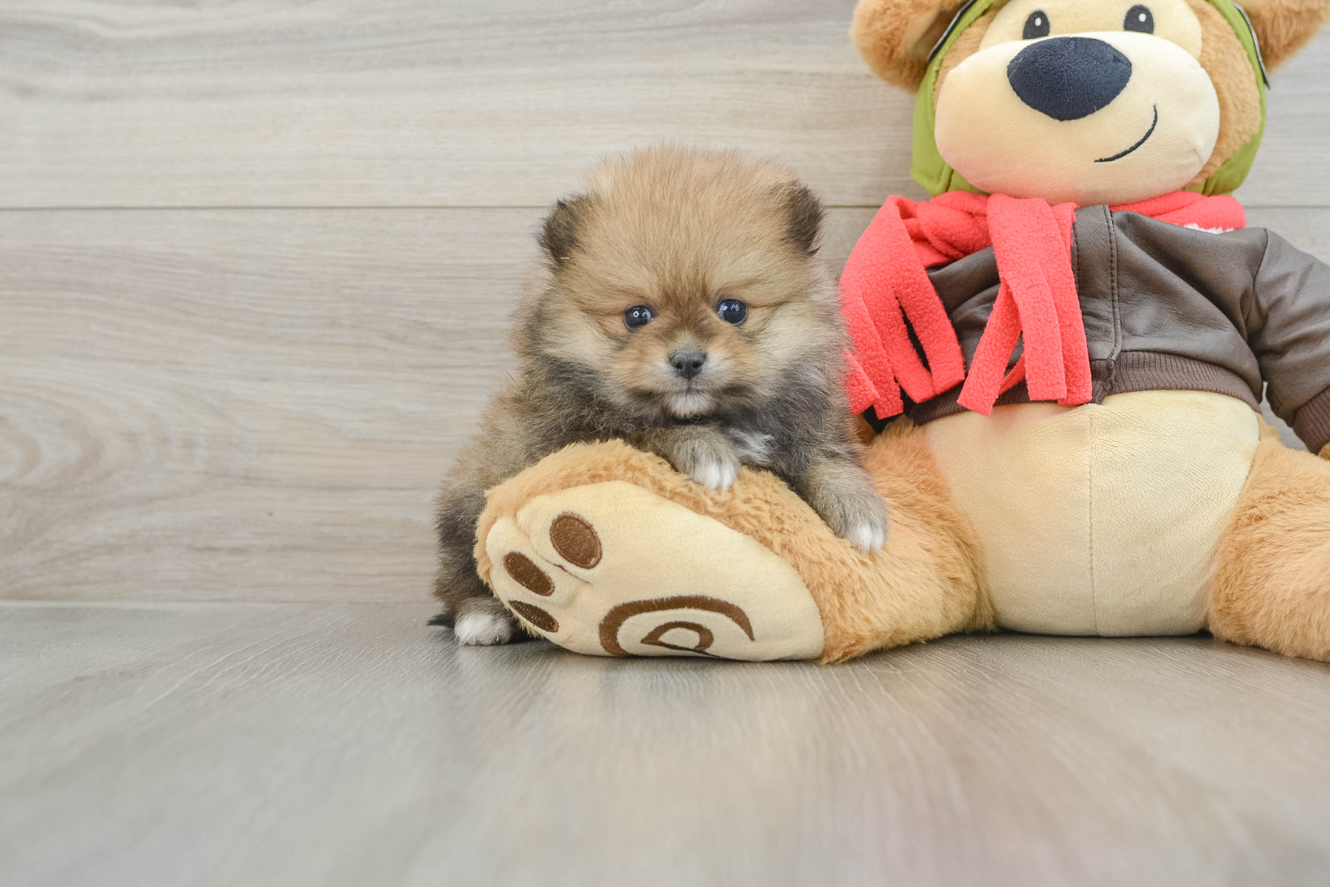 Cute Pomeranian Fluffy: 2lb 14oz Purebred Puppy, image size:2733x1822