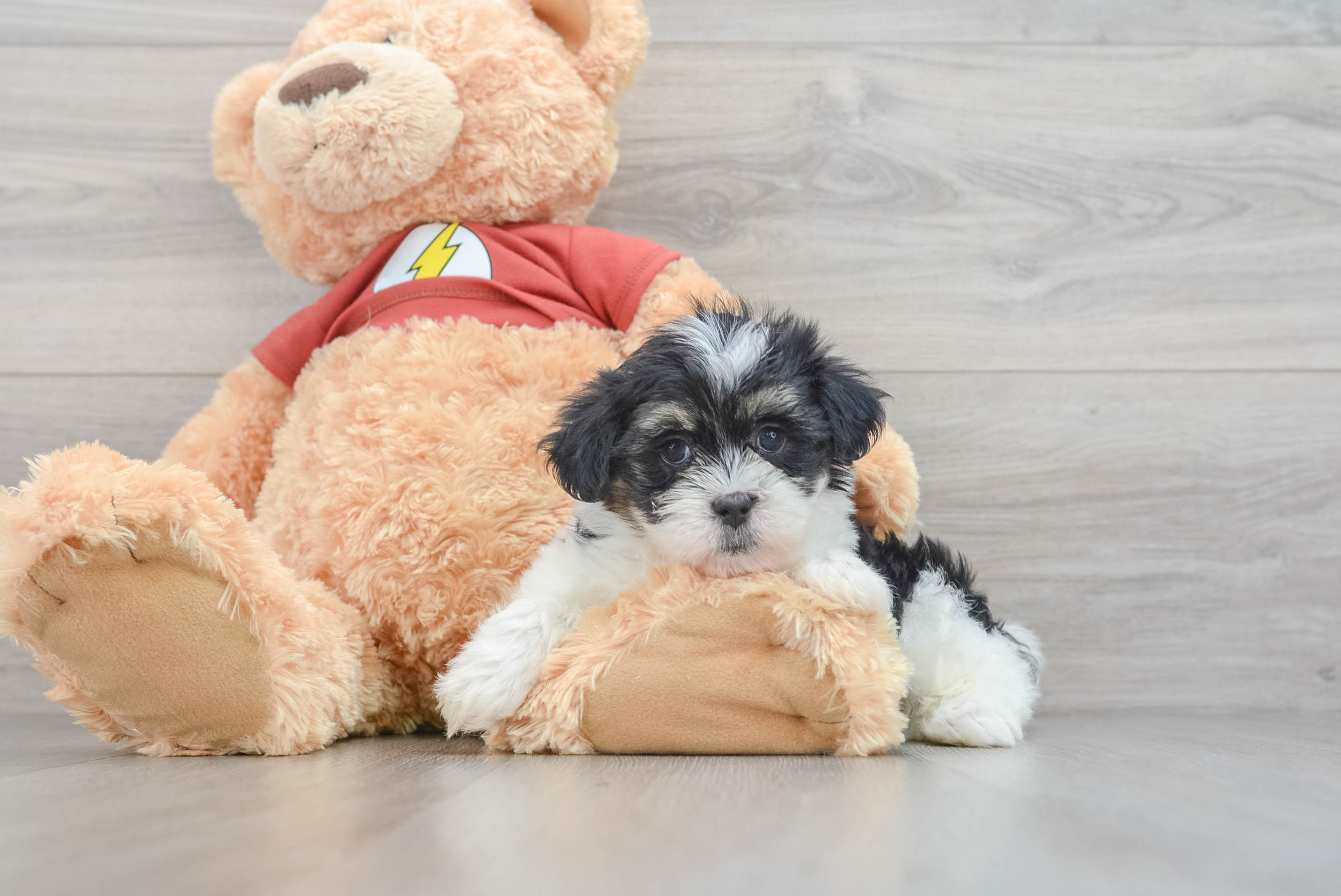 Cute Shih Poo Finn: 3lb 9oz Doodle Puppy