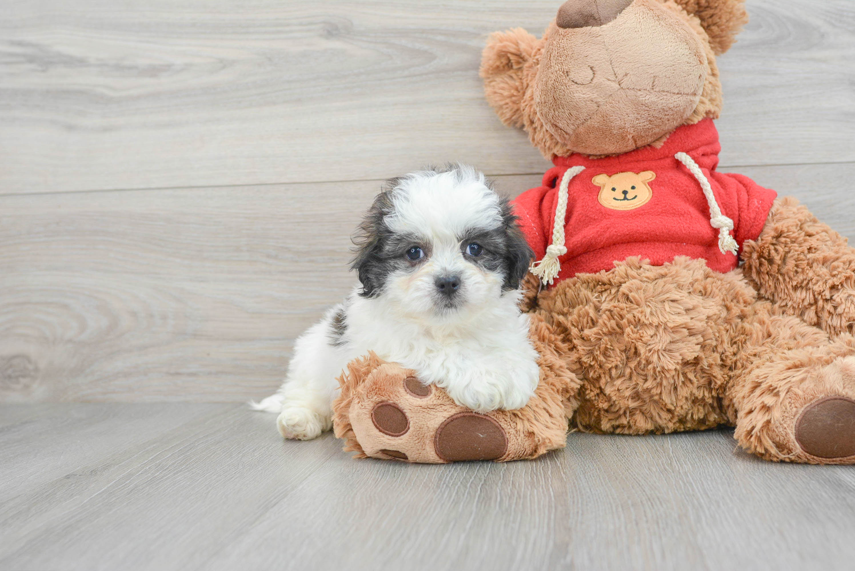 Brown teddy bear puppies for sale online