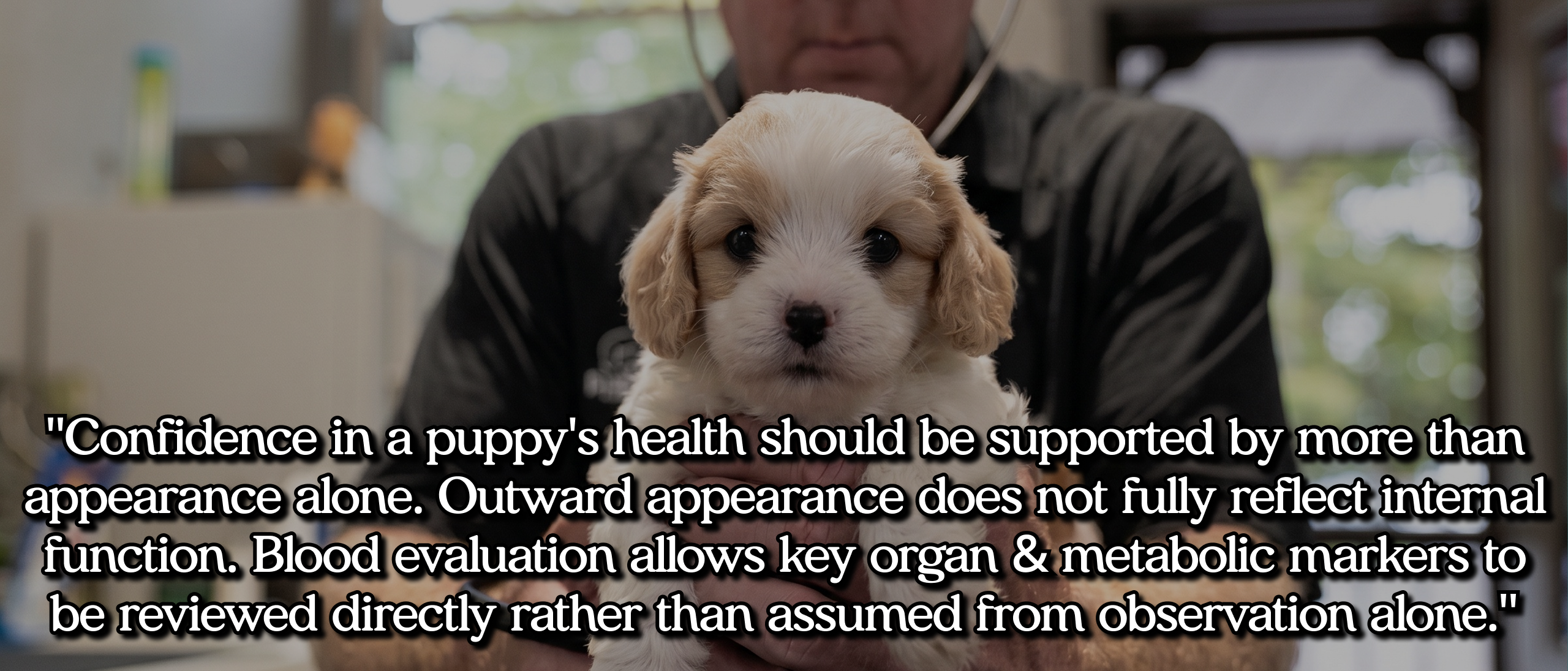 Confidence in a puppy's health should be supported by more than appearance alone. Outward appearance does not fully reflect internal function. Blood evaluation allows key organ and metabolic markers to be reviewed directly rather than assumed from observation alone.