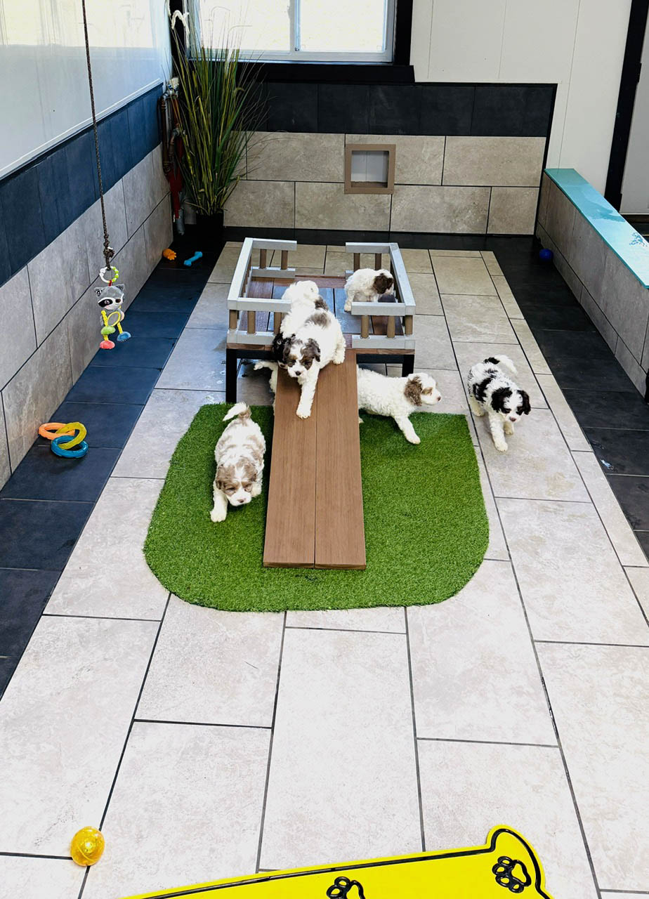 Breeder working with puppies following Seaside Pups participation standards