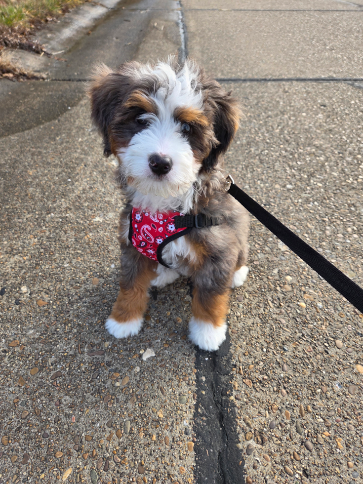 Happy, healthy Seaside Pups puppy
